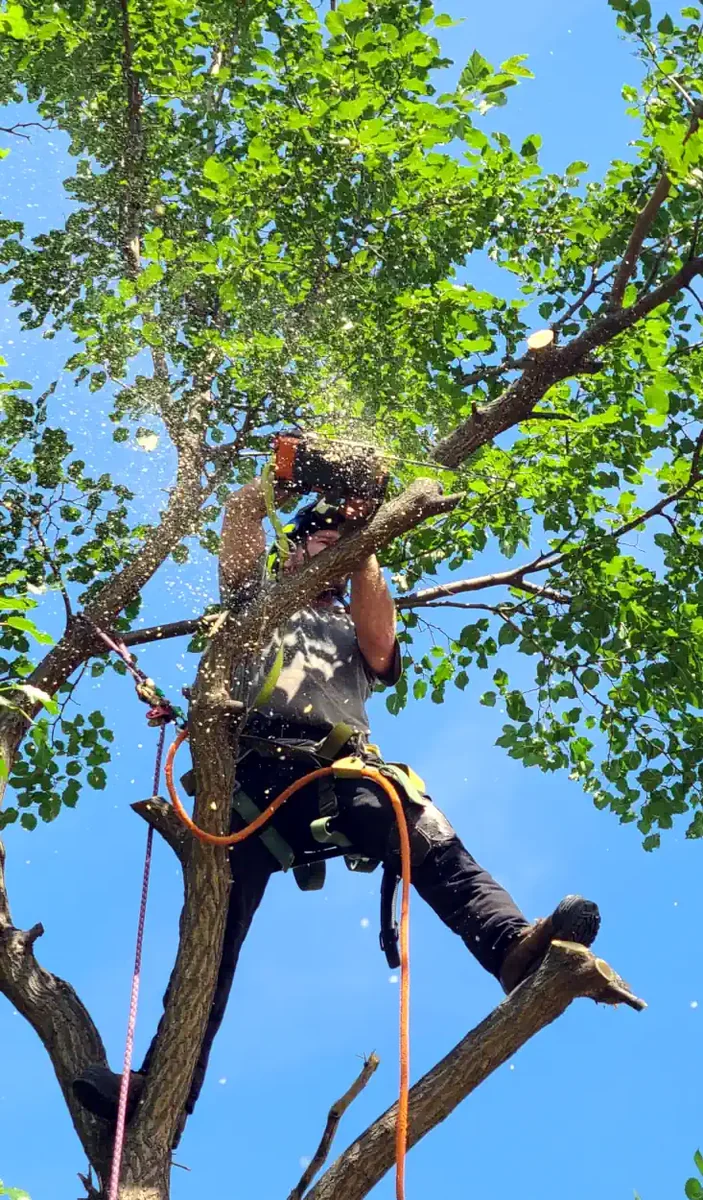 Tree Removal