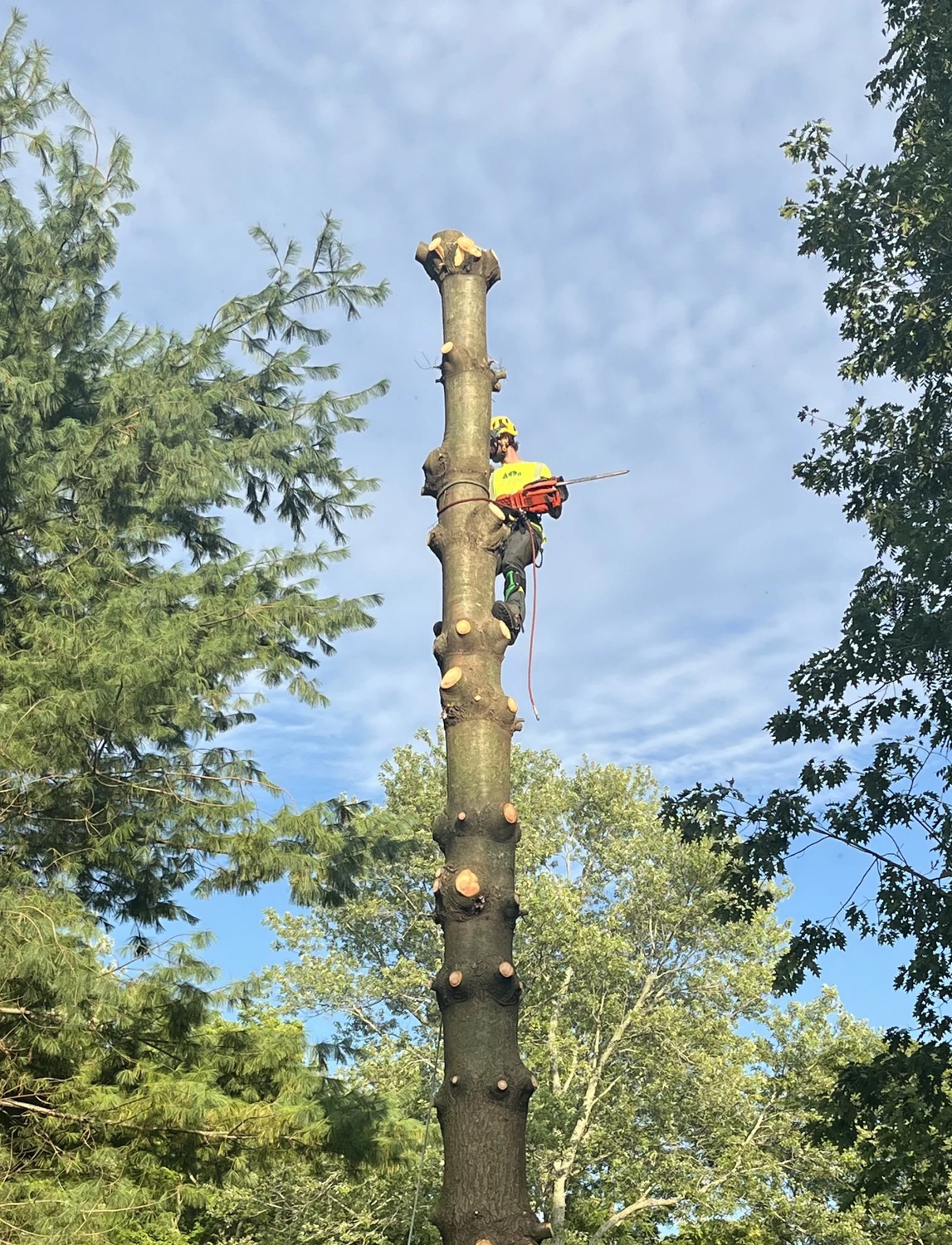Tree Removal